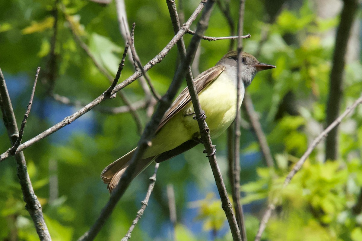 Great Crested Flycatcher - C.H. Wood