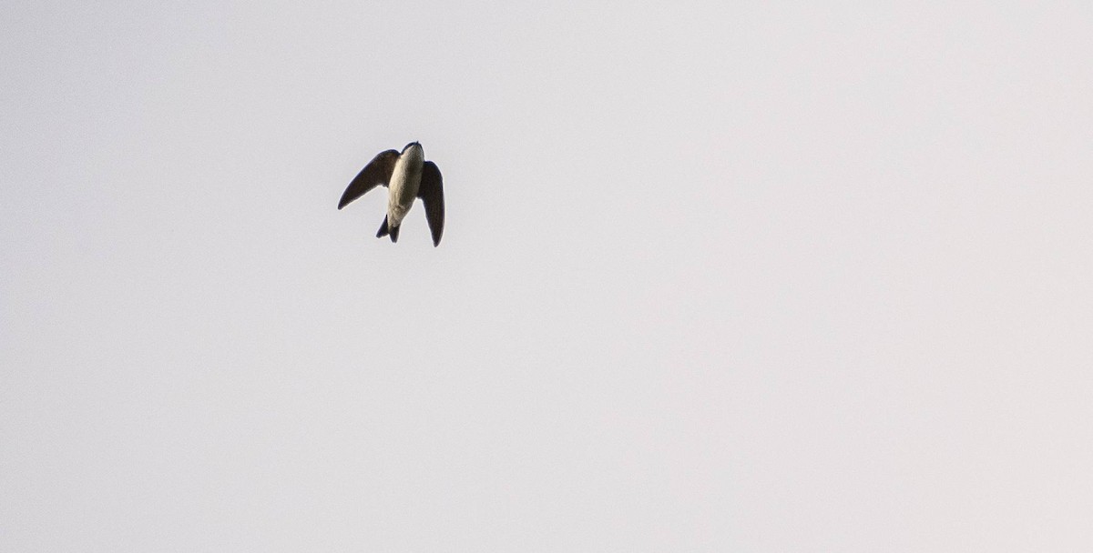 Tree Swallow - Matt M.