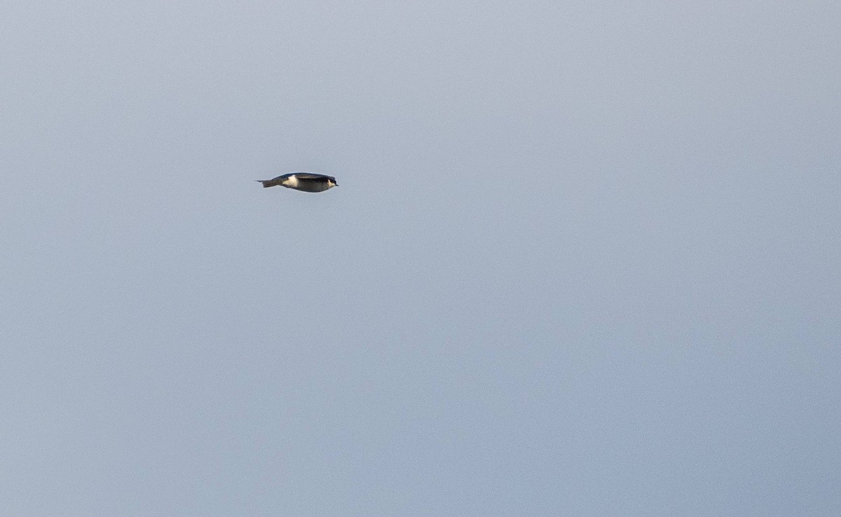 Tree Swallow - Matt M.