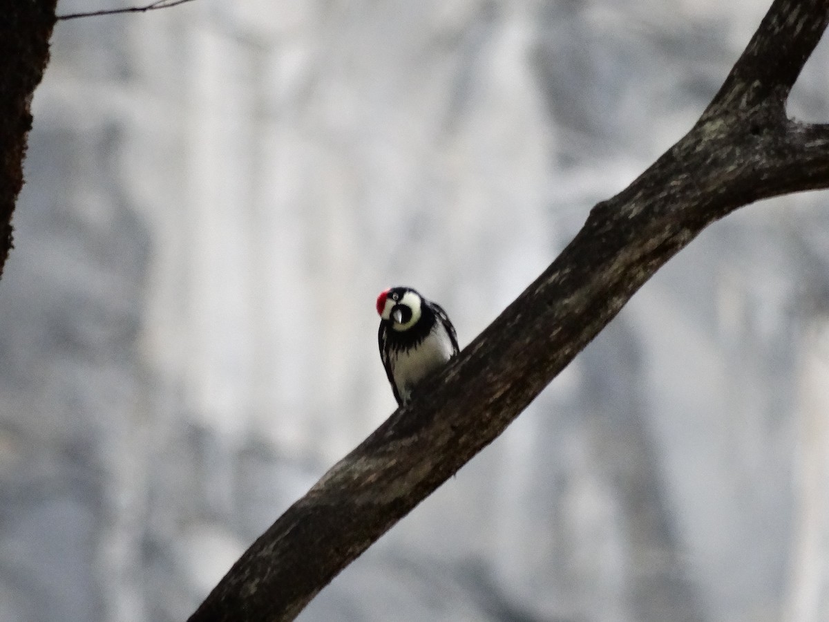 Acorn Woodpecker - Ciara Kelly