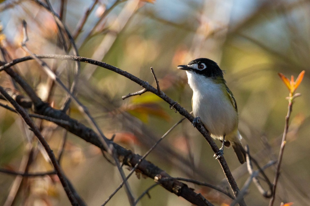 Black-capped Vireo - William Clark