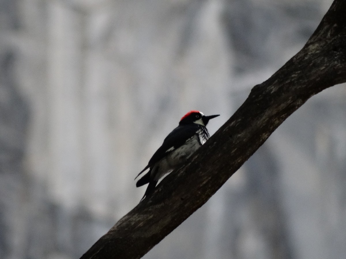 Acorn Woodpecker - Ciara Kelly