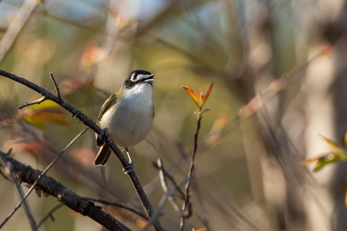 Black-capped Vireo - William Clark