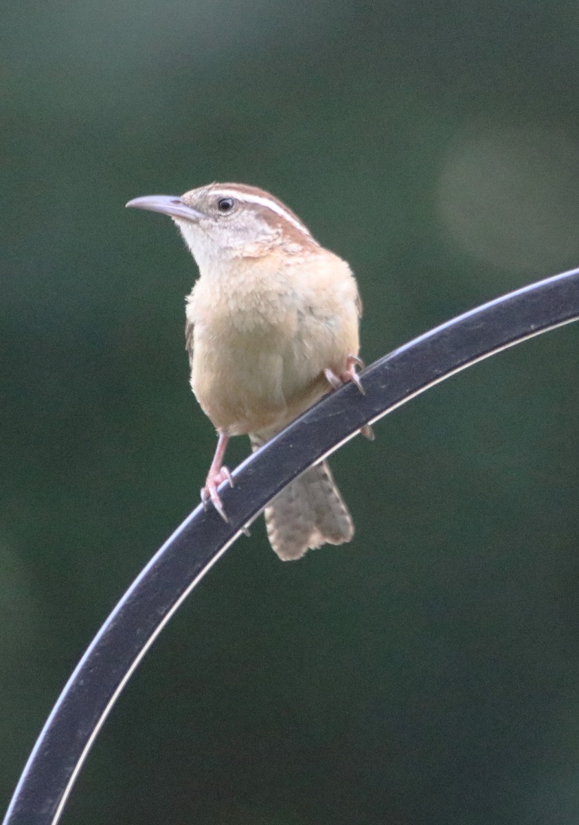 Carolina Wren - Betty Thomas