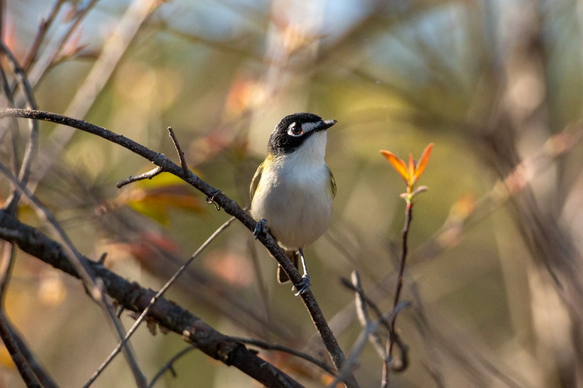 Vireo Cabecinegro - ML619508521