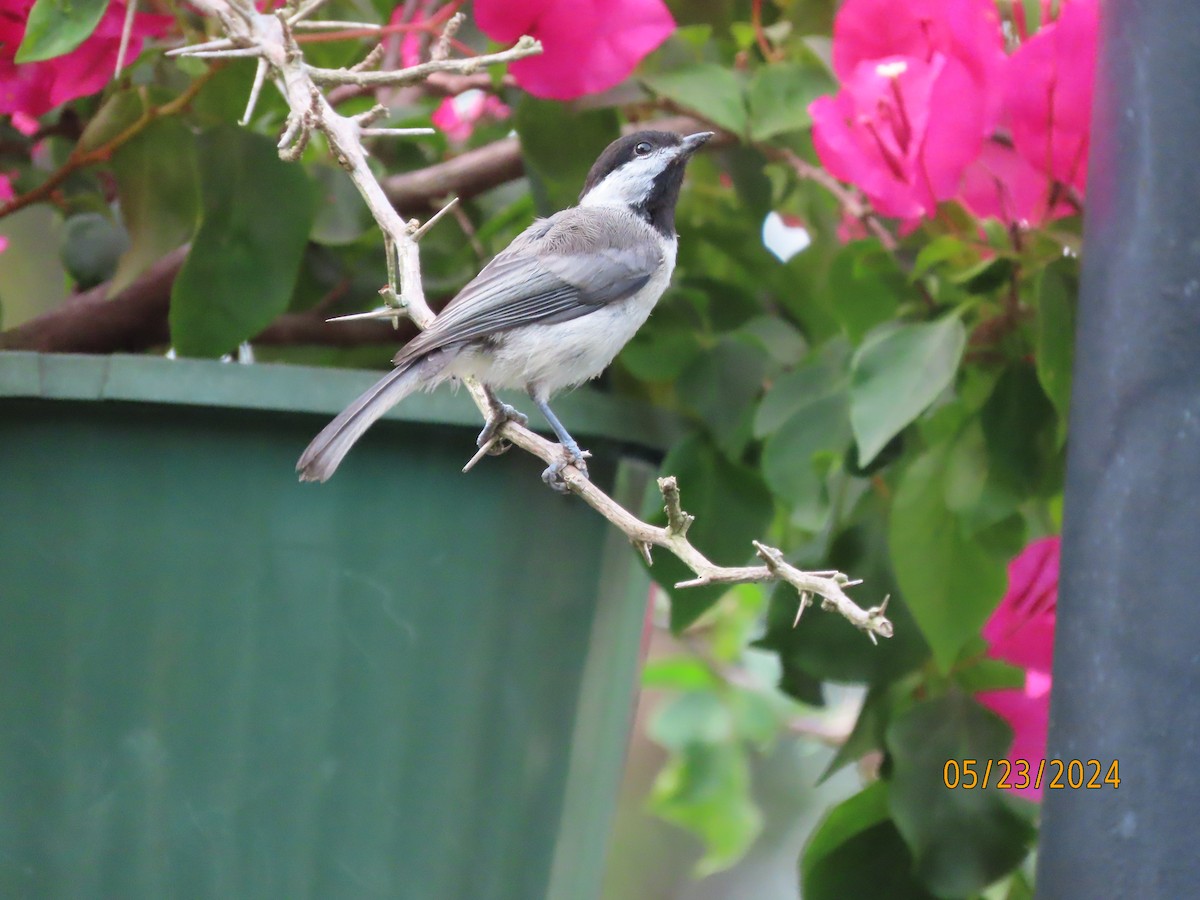 Carolina Chickadee - Susan Leake