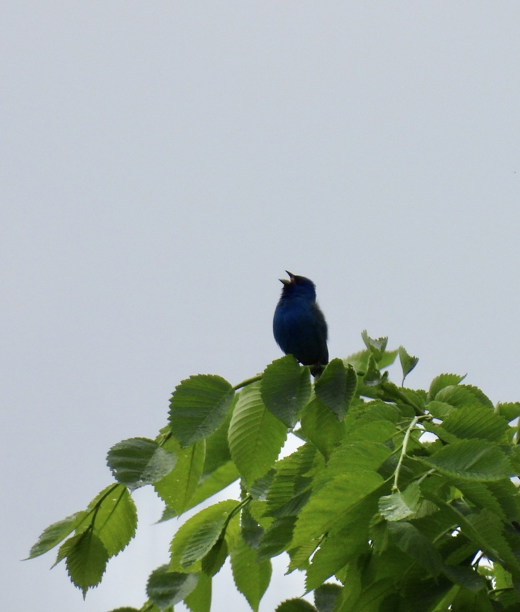 Indigo Bunting - Sally Avery