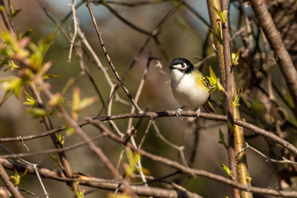 Black-capped Vireo - William Clark