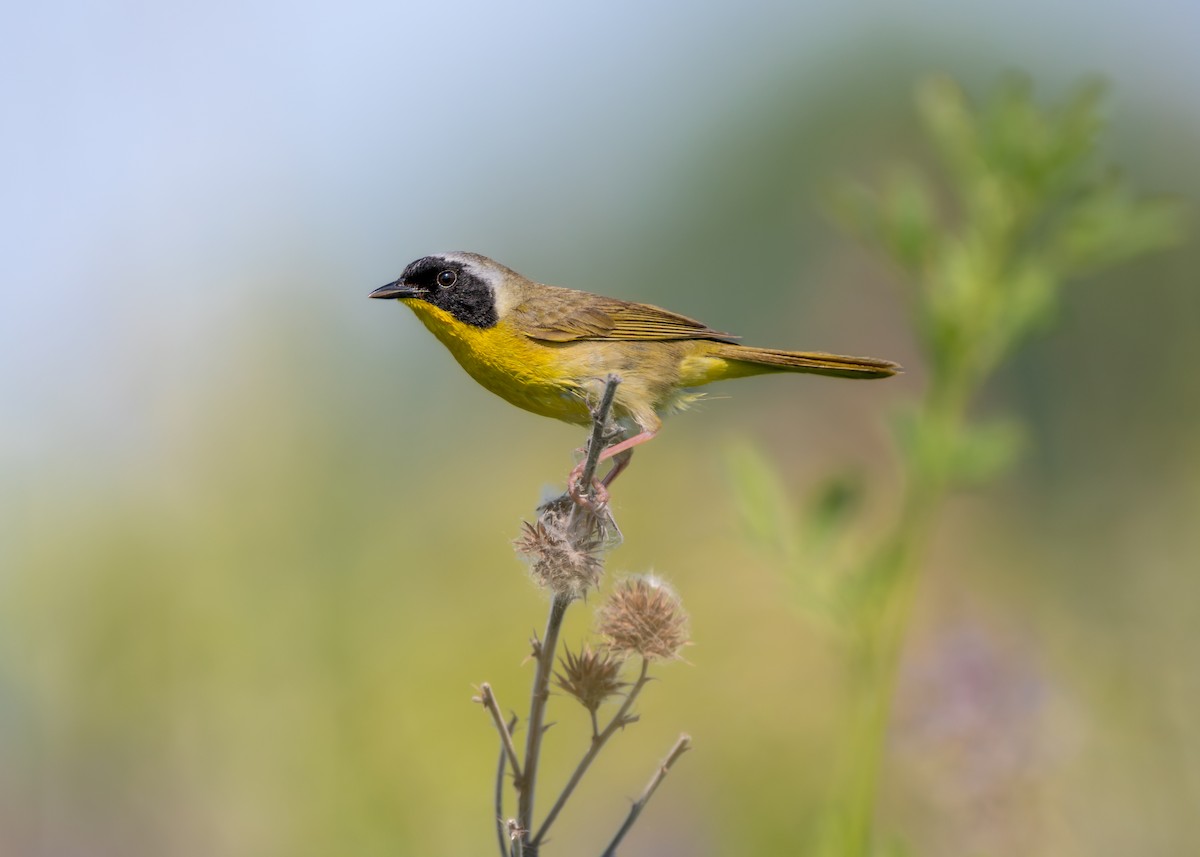 Common Yellowthroat - Dori Eldridge