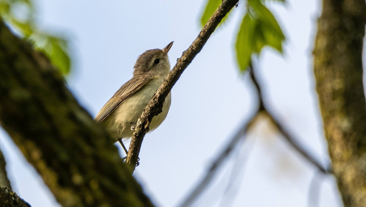 Warbling Vireo - Matt M.