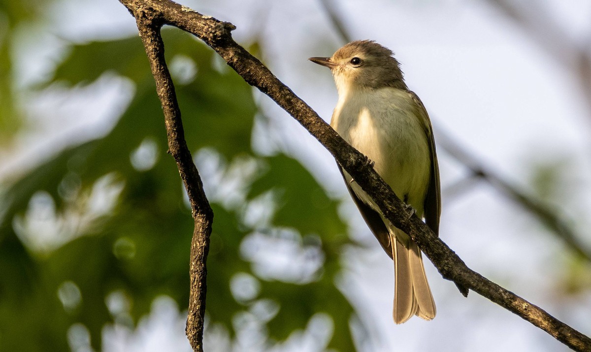 Warbling Vireo - Matt M.