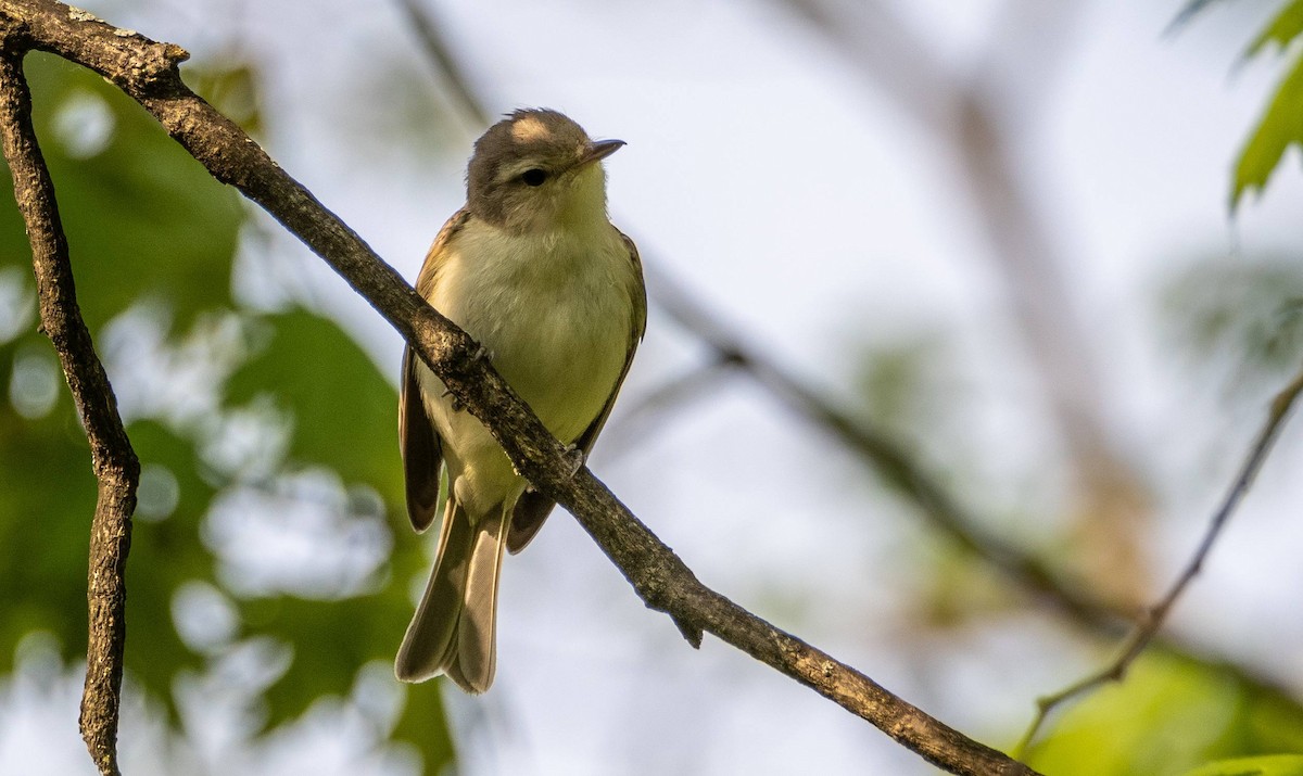 Warbling Vireo - Matt M.