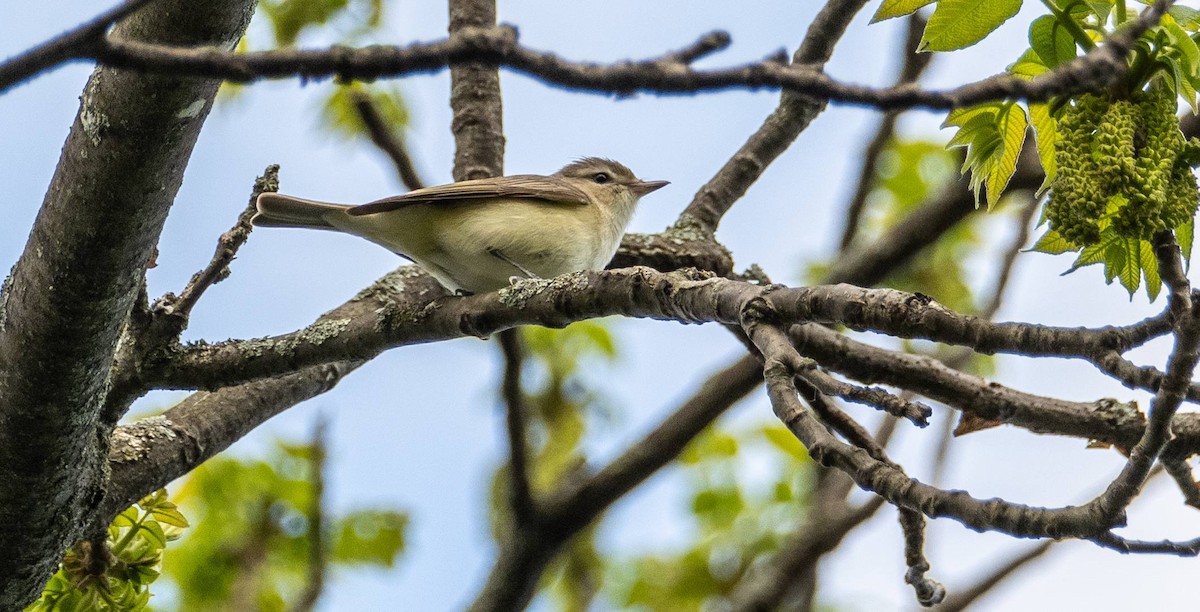 Warbling Vireo - Matt M.