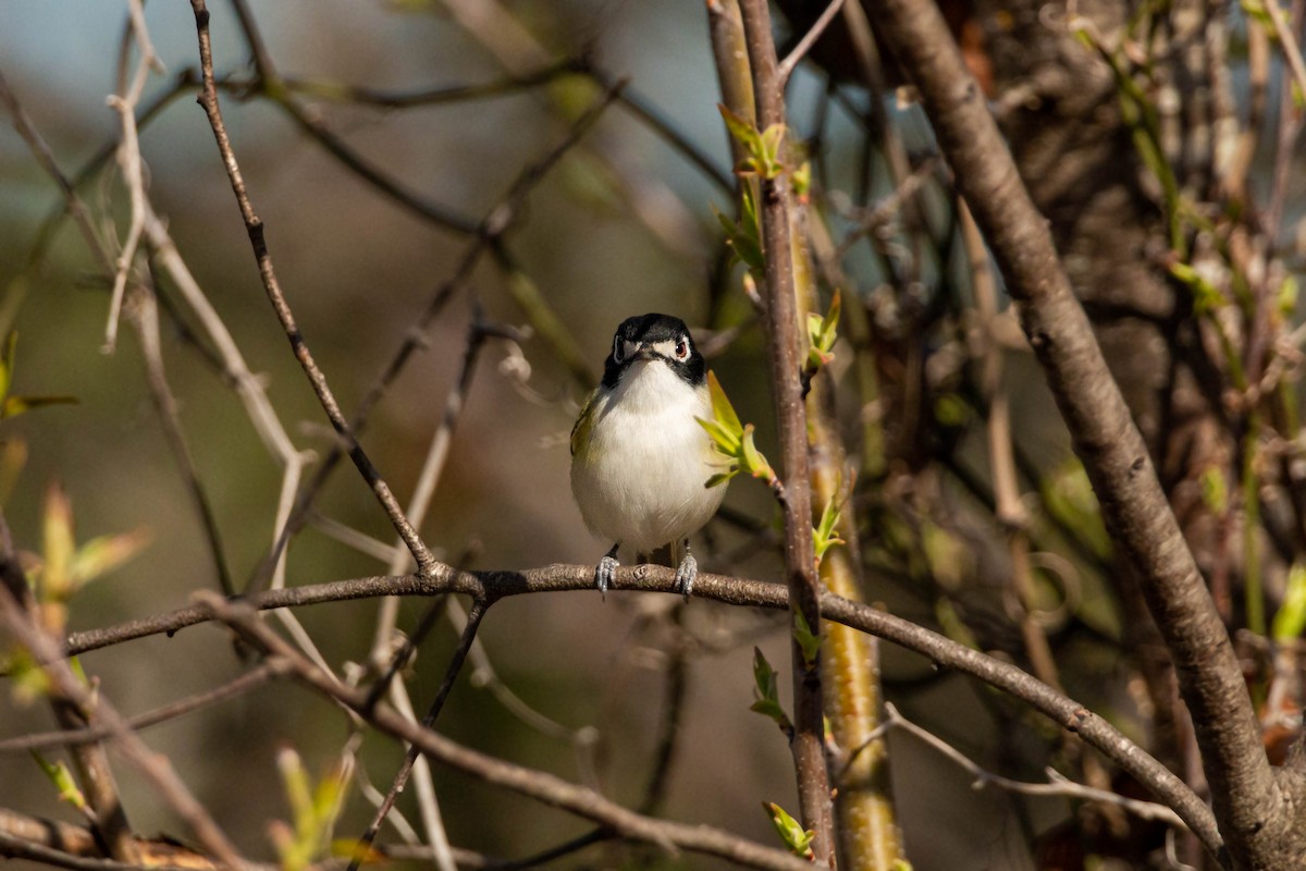 Black-capped Vireo - William Clark