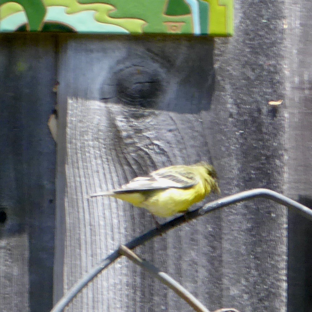 Lesser Goldfinch - Anonymous