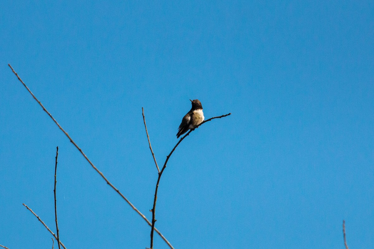 Black-chinned Hummingbird - William Clark