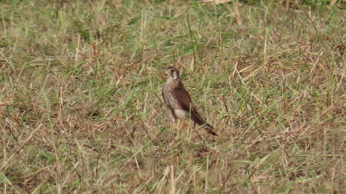 Eurasian Kestrel - ML619508538