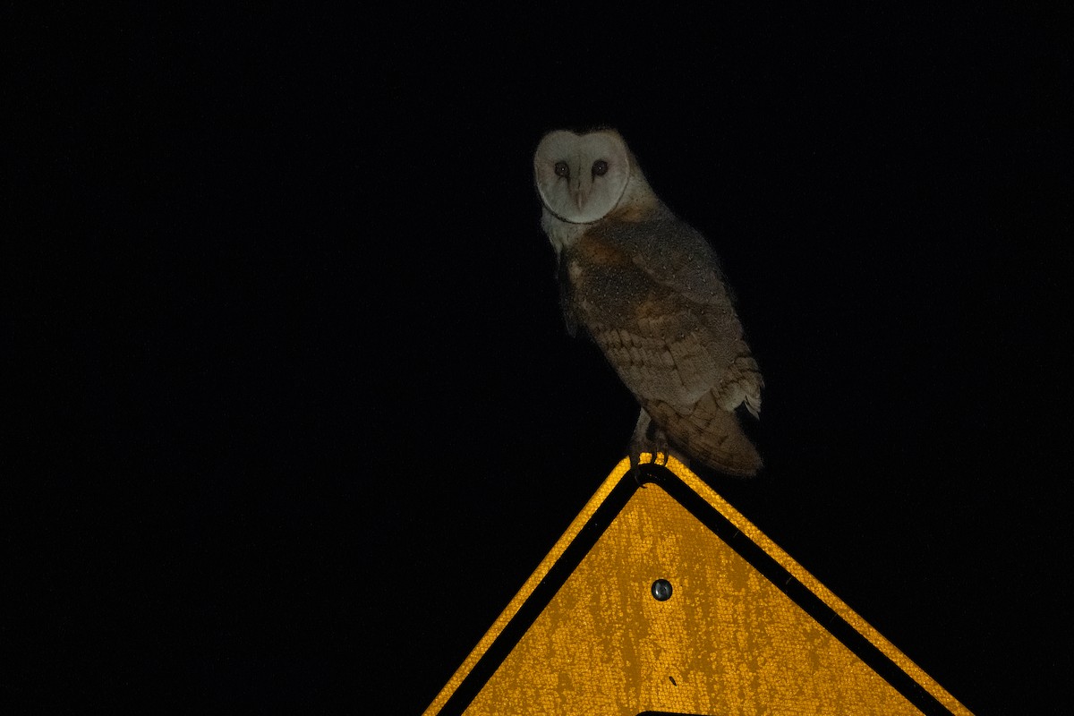 Barn Owl - Jamie Baker