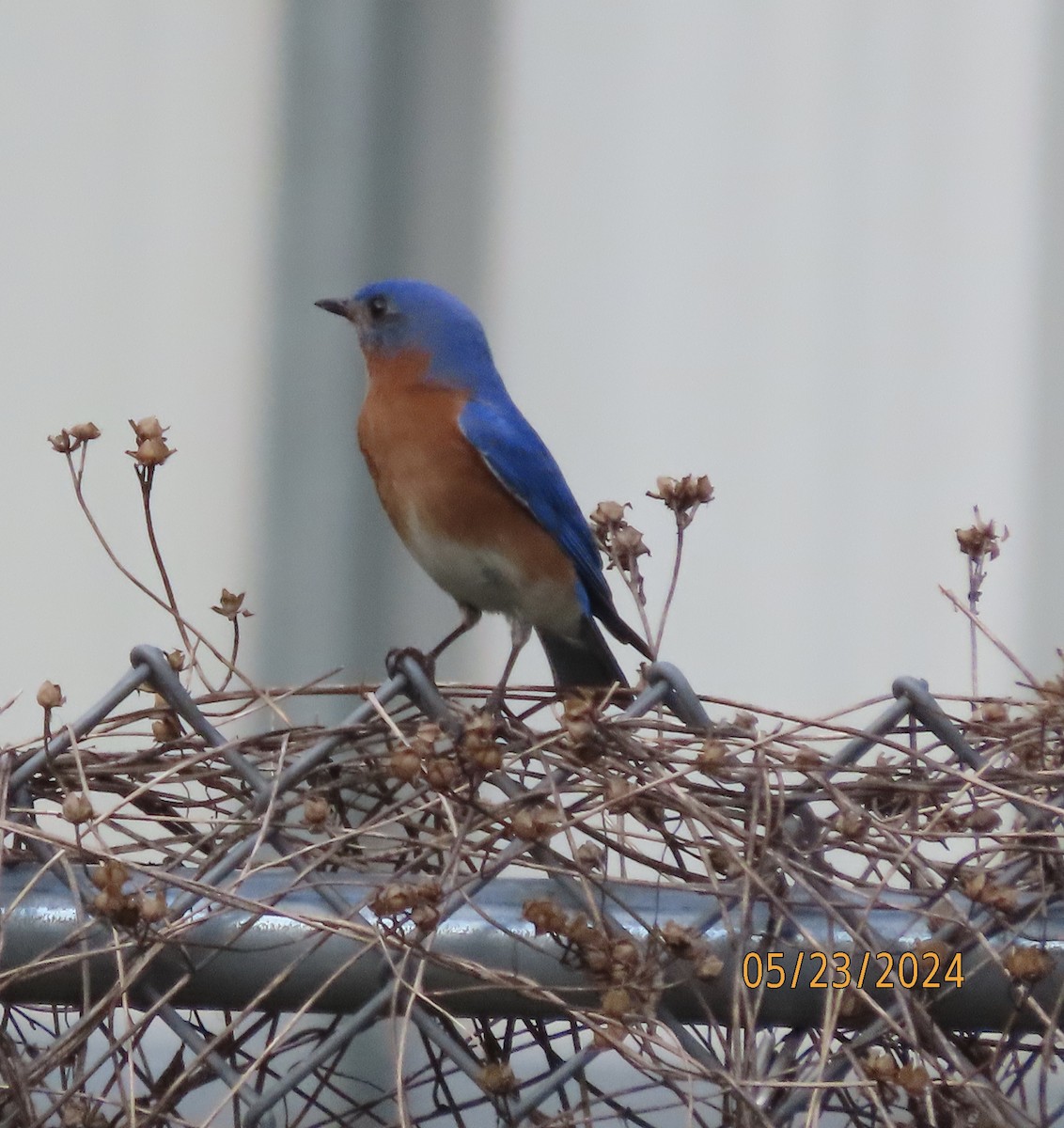 Eastern Bluebird - Susan Leake