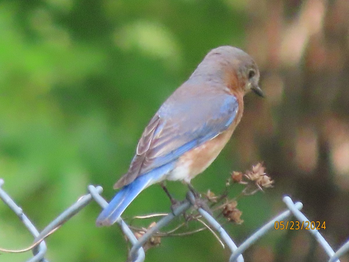 Eastern Bluebird - Susan Leake