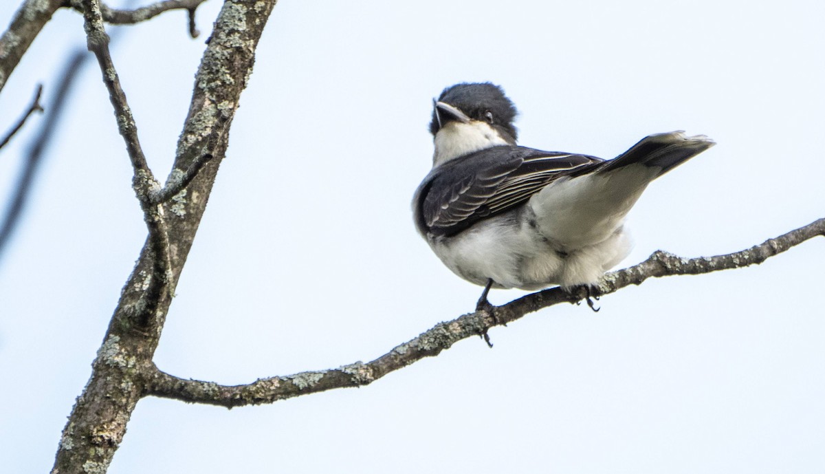 Eastern Kingbird - Matt M.