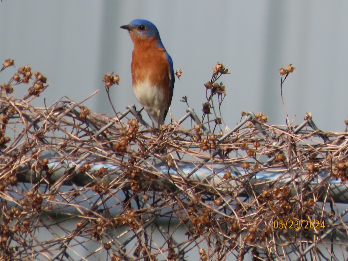 Eastern Bluebird - Susan Leake