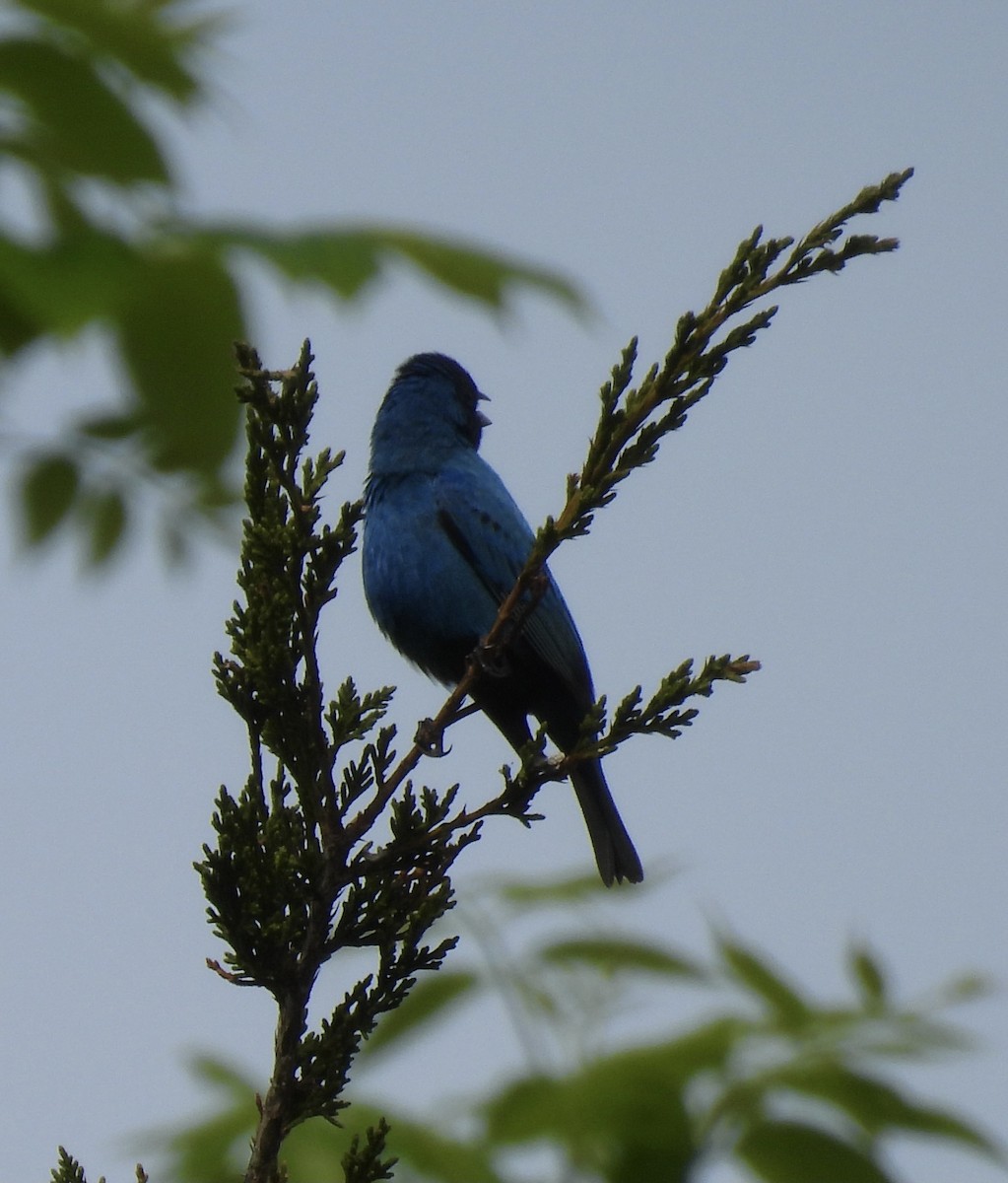 Indigo Bunting - Sally Avery