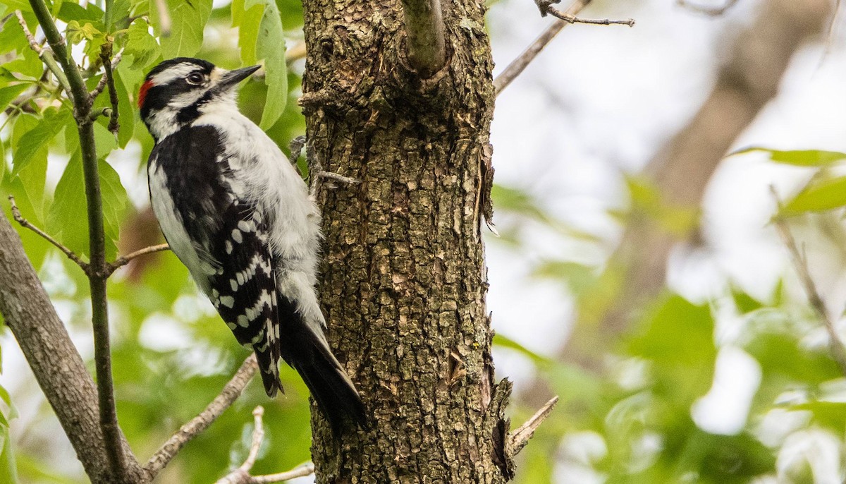 Downy Woodpecker - ML619508549