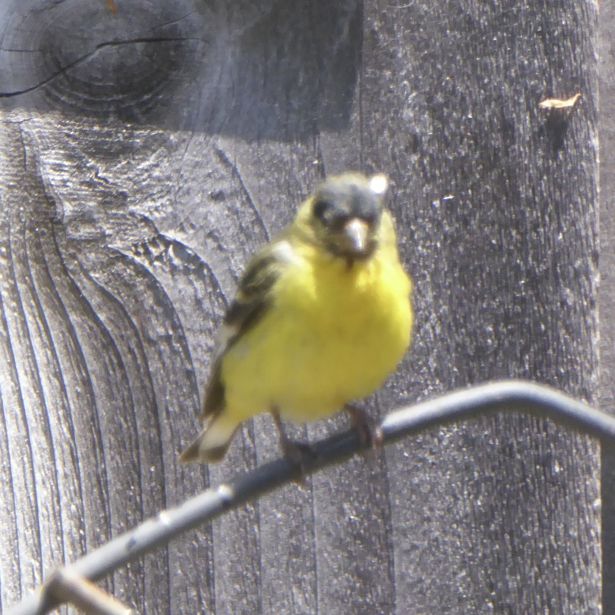 Lesser Goldfinch - Anonymous