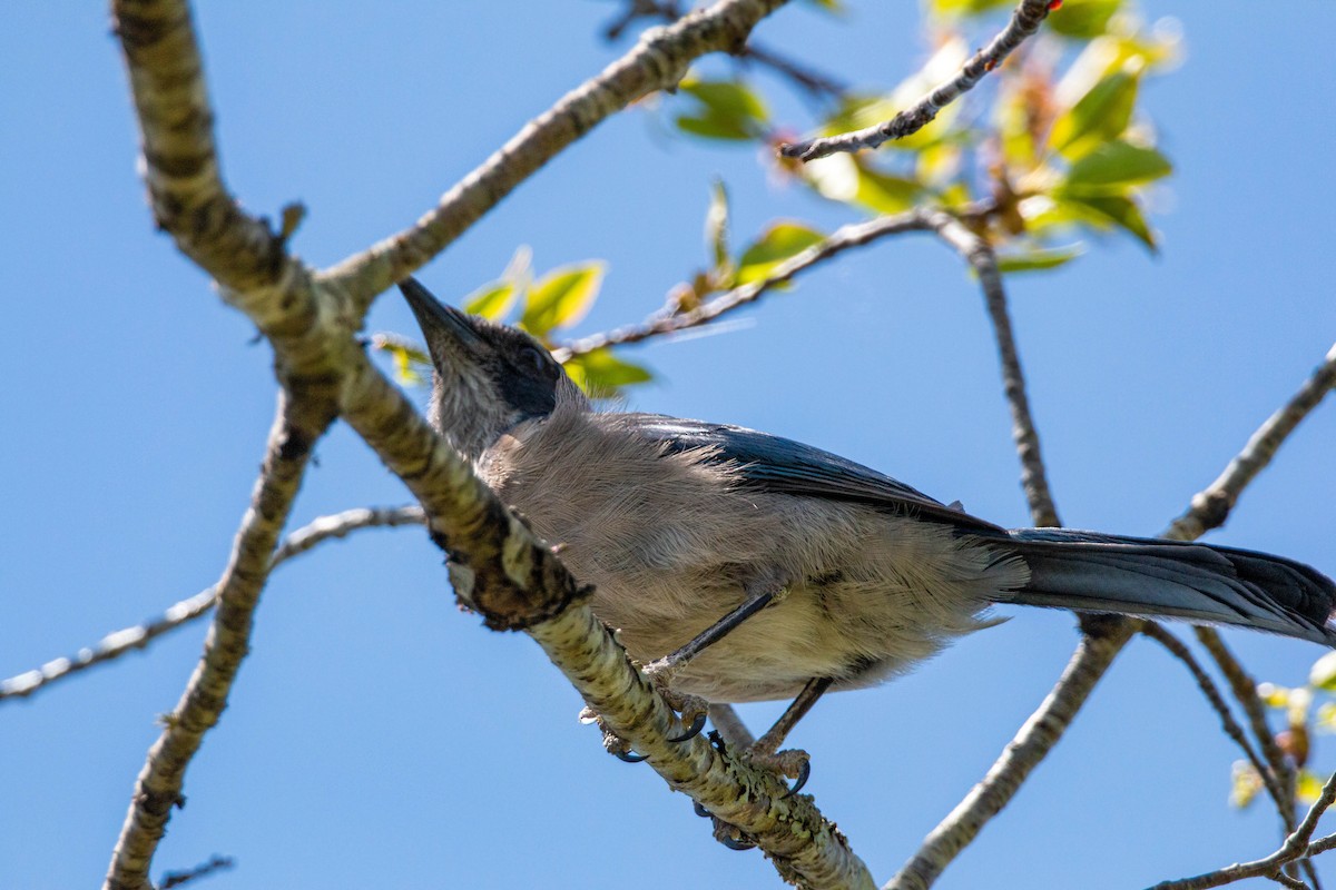 Woodhouse's Scrub-Jay - William Clark