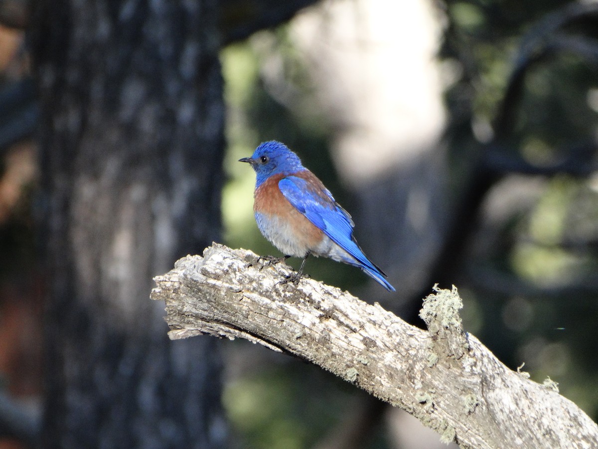 Western Bluebird - Ciara Kelly