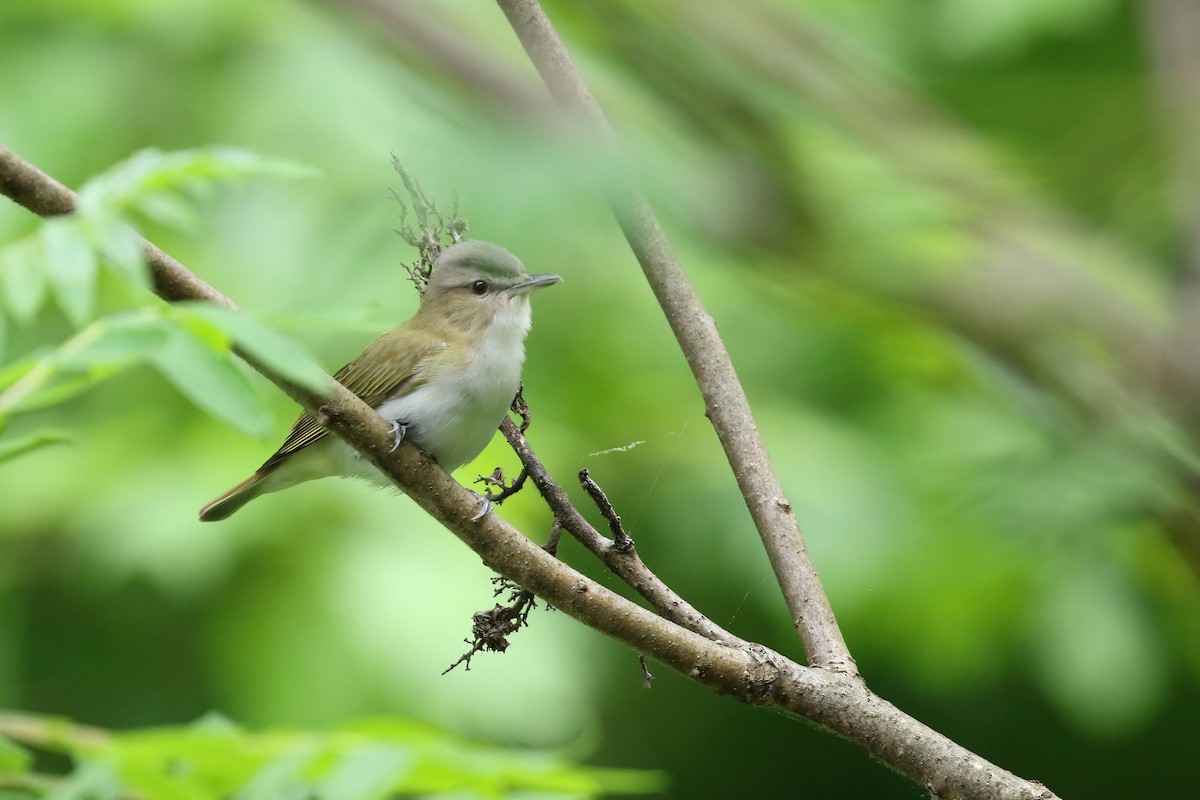 Red-eyed Vireo - Kyle Gage