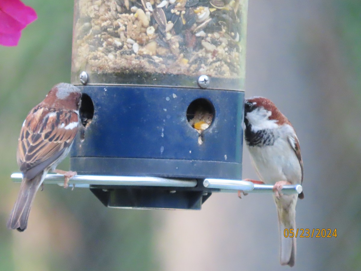 House Sparrow - Susan Leake