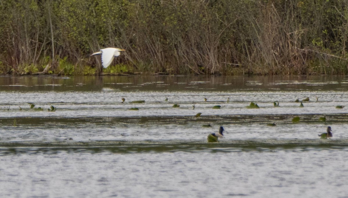 Great Egret - Matt M.