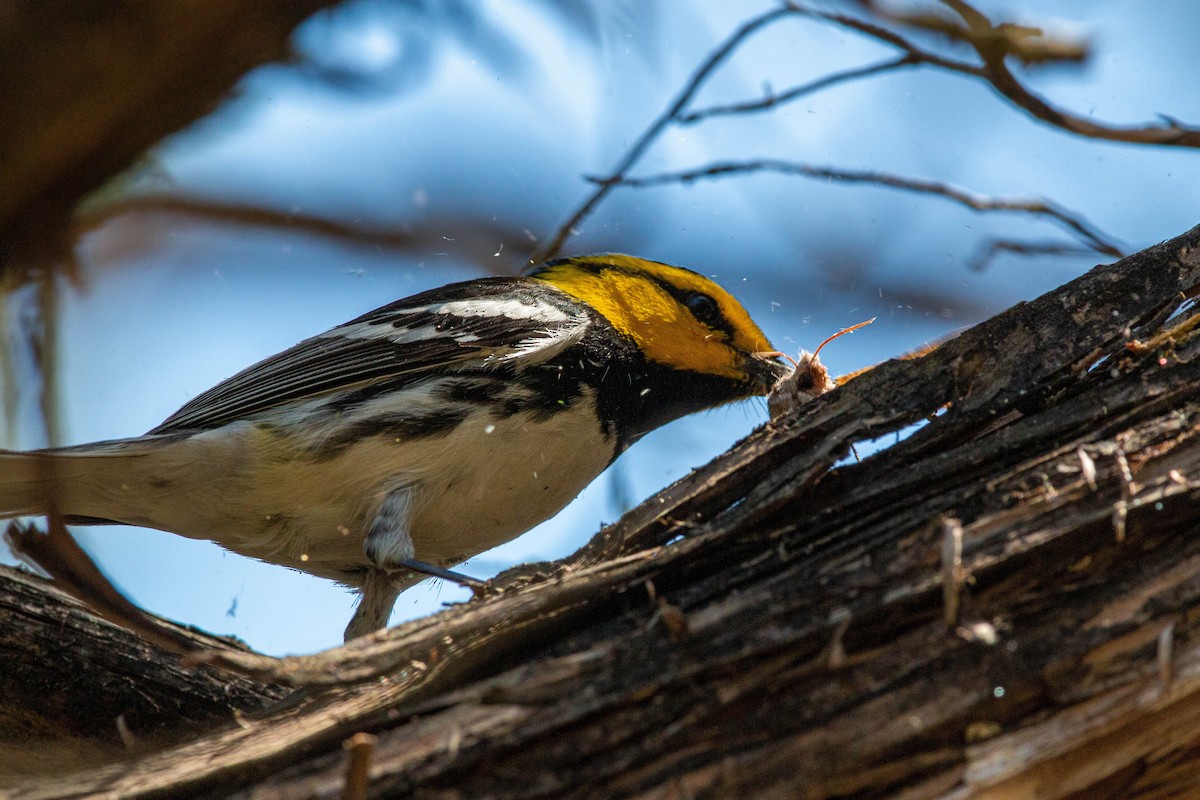 Golden-cheeked Warbler - William Clark