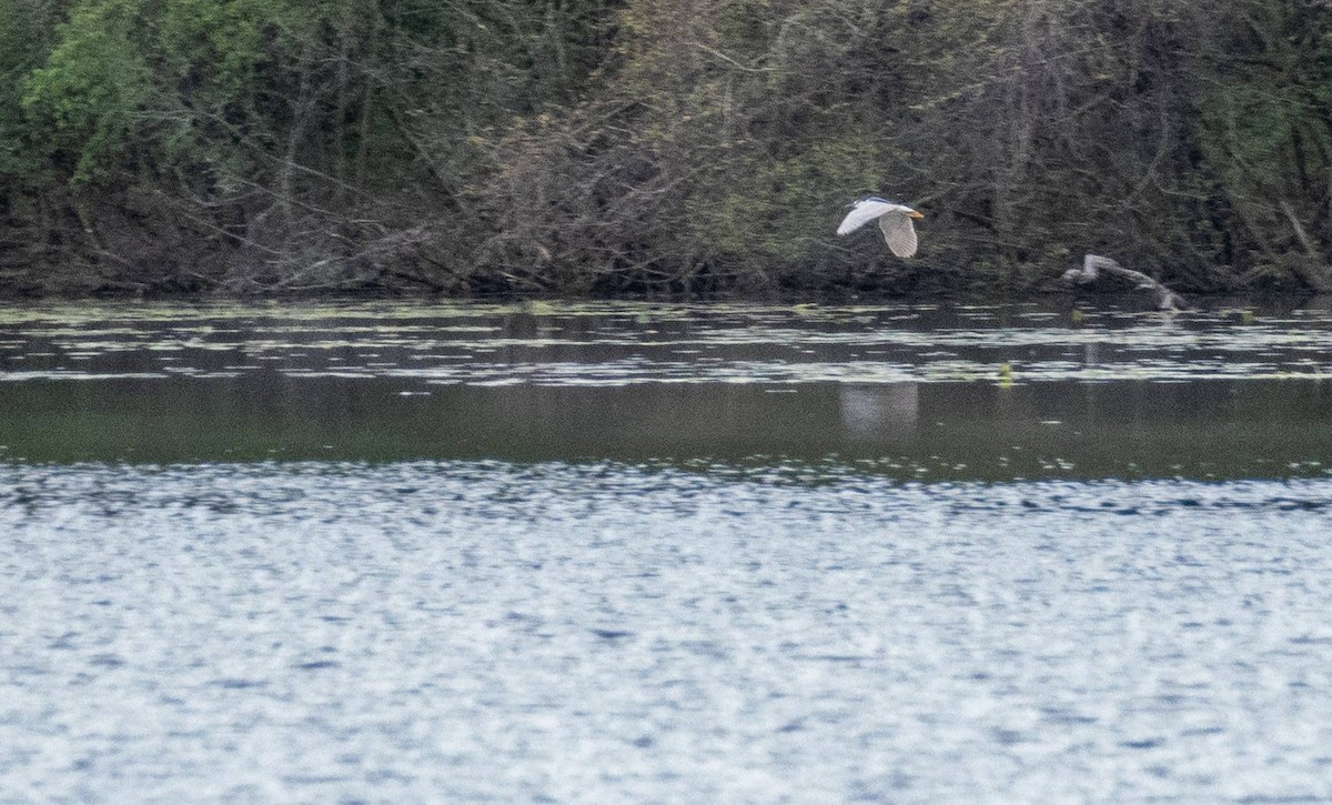 Black-crowned Night Heron - Matt M.