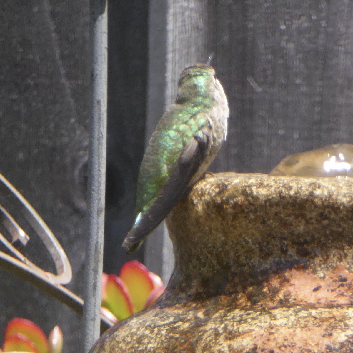 Anna's Hummingbird - Anonymous