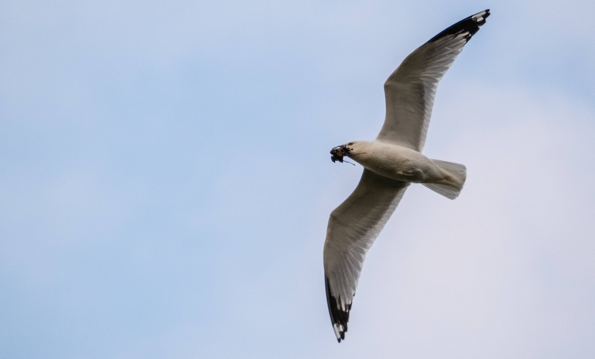 Ring-billed Gull - Matt M.