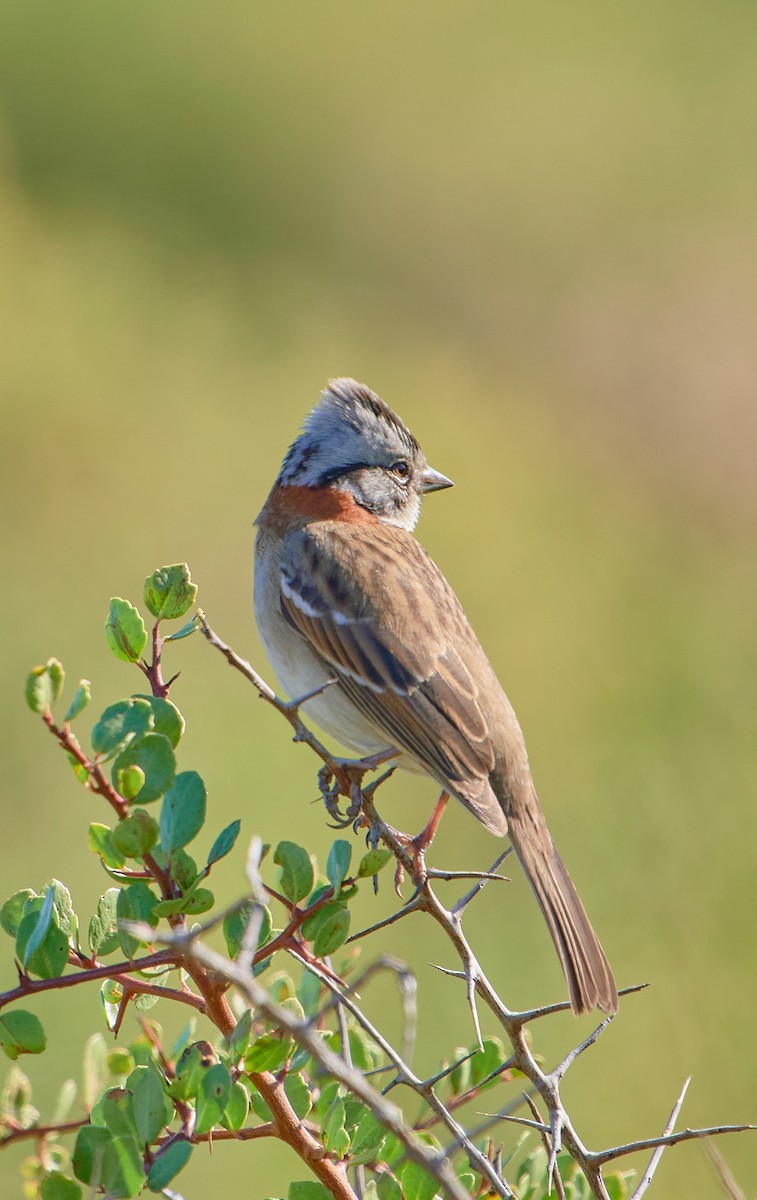 Rufous-collared Sparrow - Angélica  Abarca