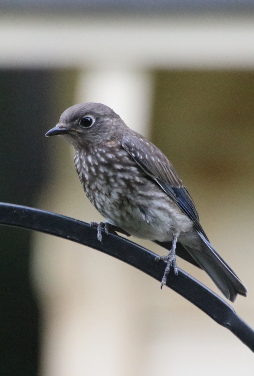 Eastern Bluebird - Betty Thomas