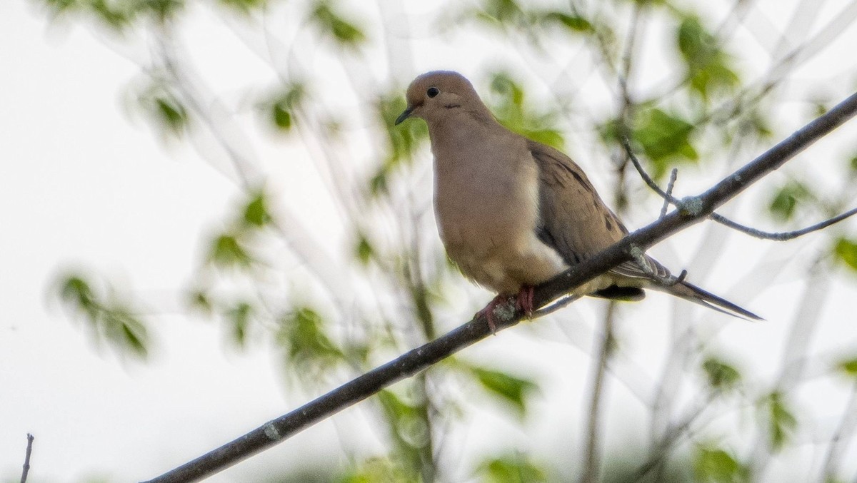 Mourning Dove - ML619508587