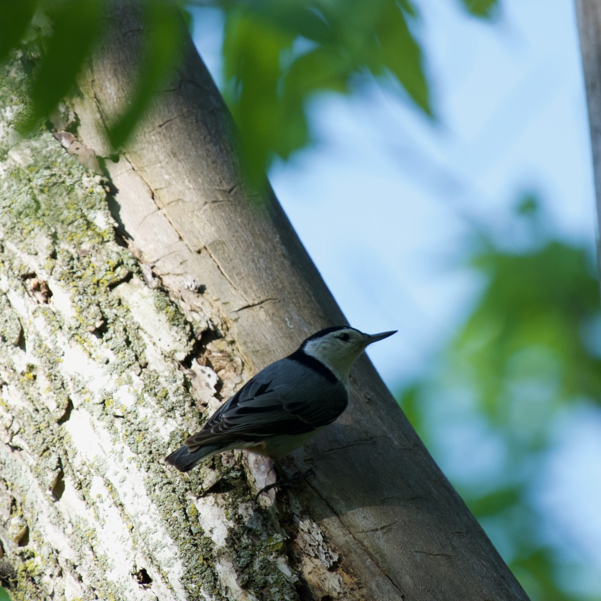 White-breasted Nuthatch - C.H. Wood