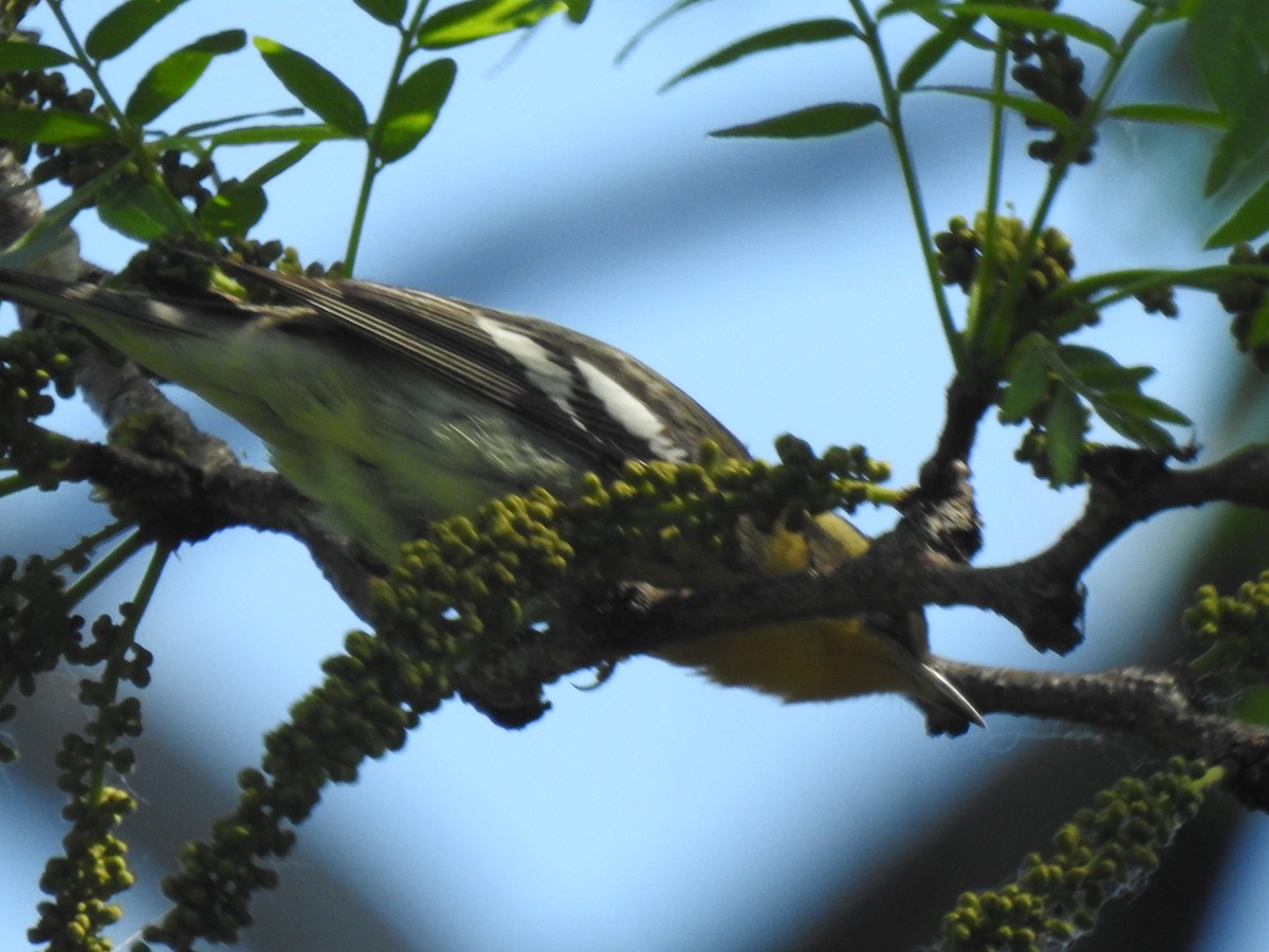 Blackburnian Warbler - Janet Pellegrini