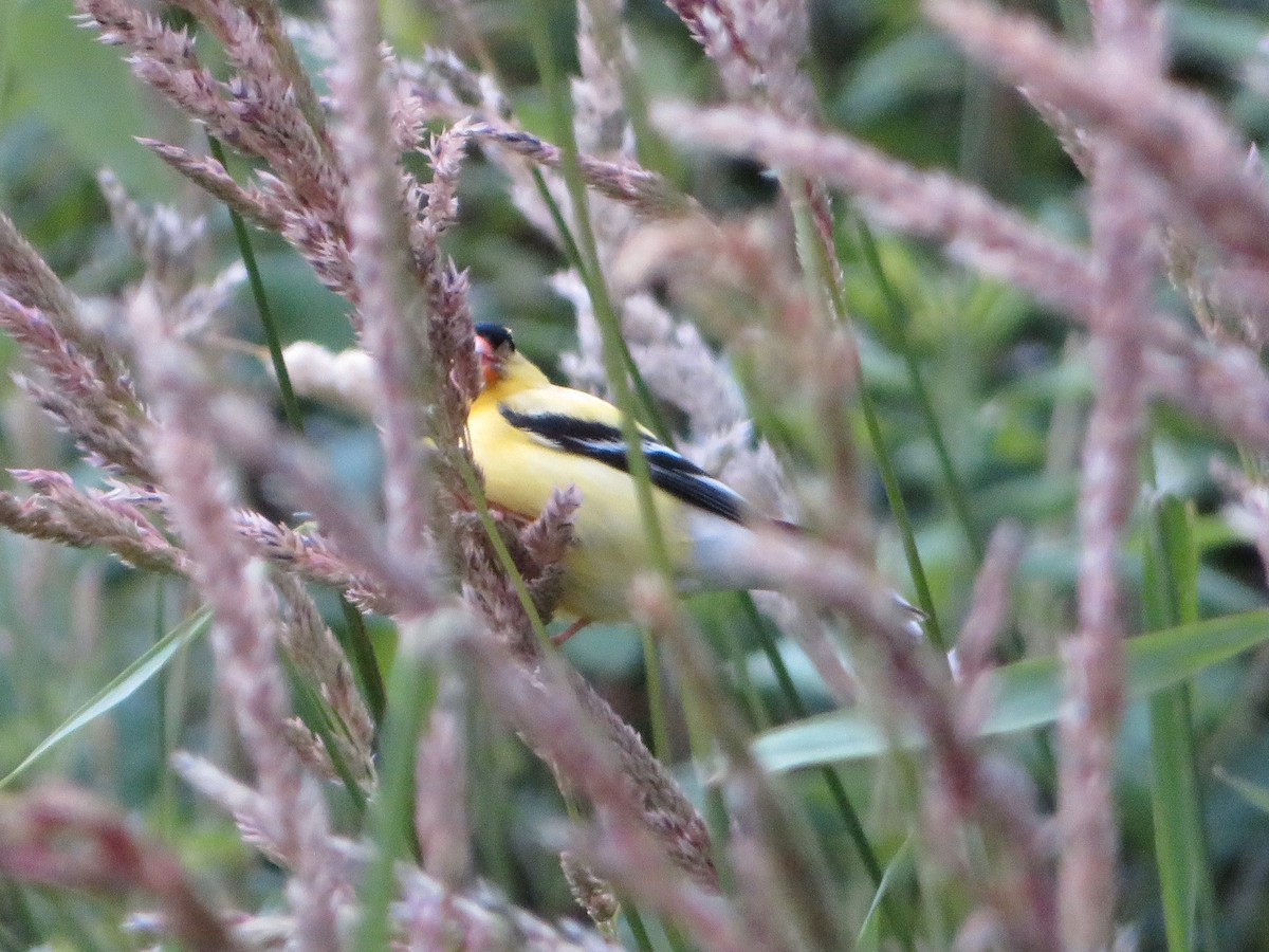 American Goldfinch - ML619508597