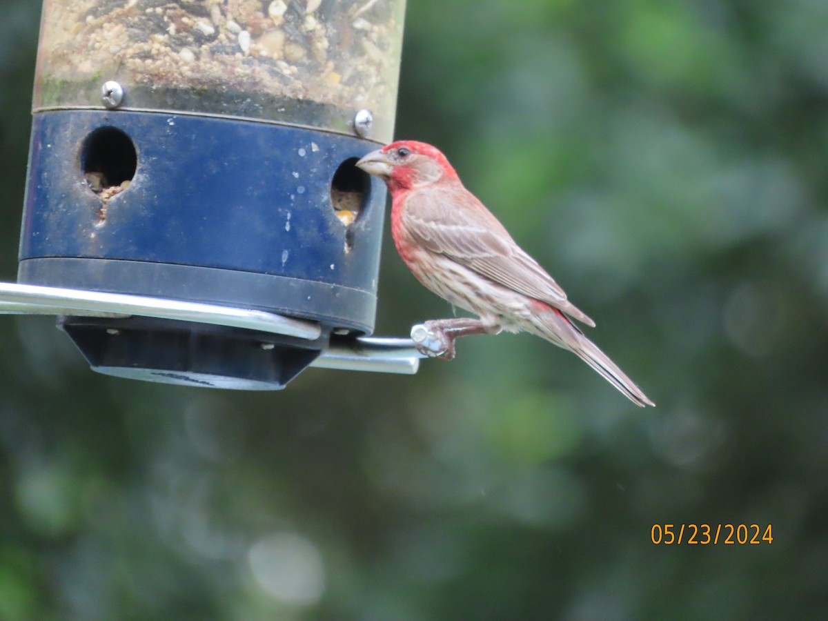 House Finch - Susan Leake