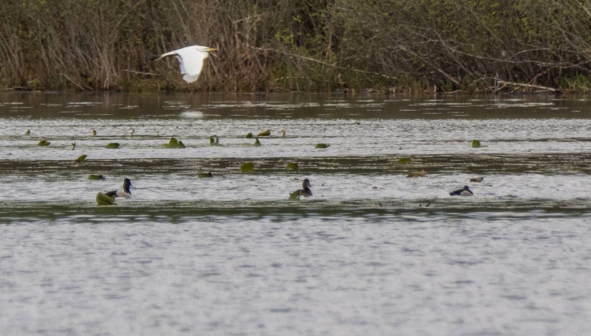 Ring-necked Duck - Matt M.