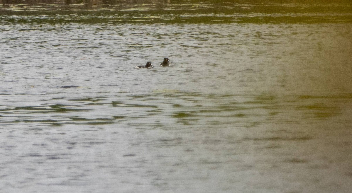 Ring-necked Duck - Matt M.