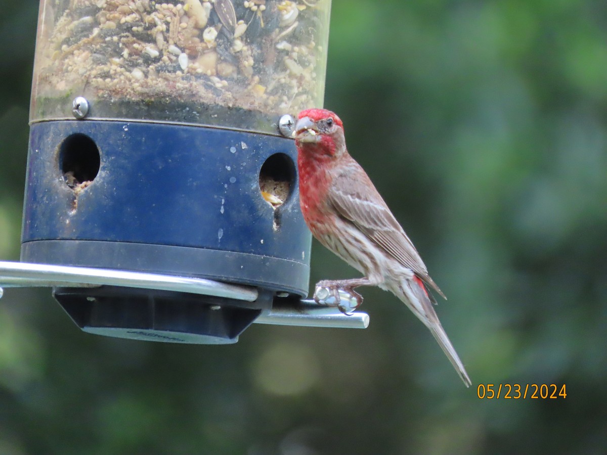 House Finch - Susan Leake