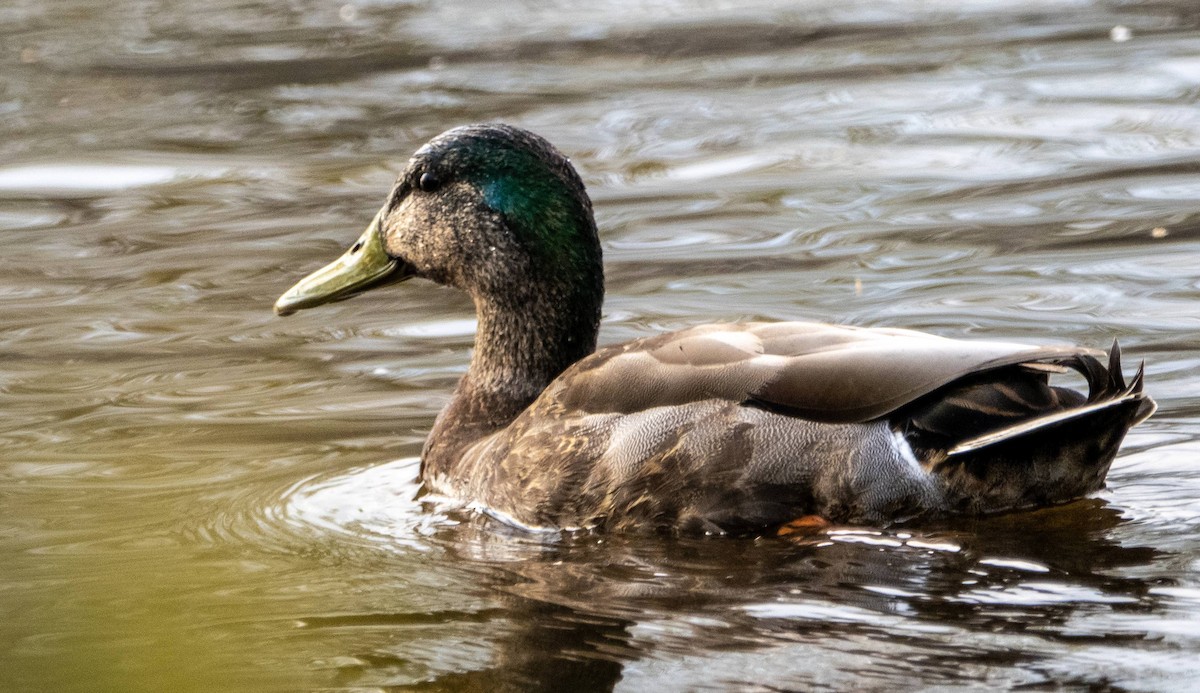 Mallard x American Black Duck (hybrid) - ML619508605