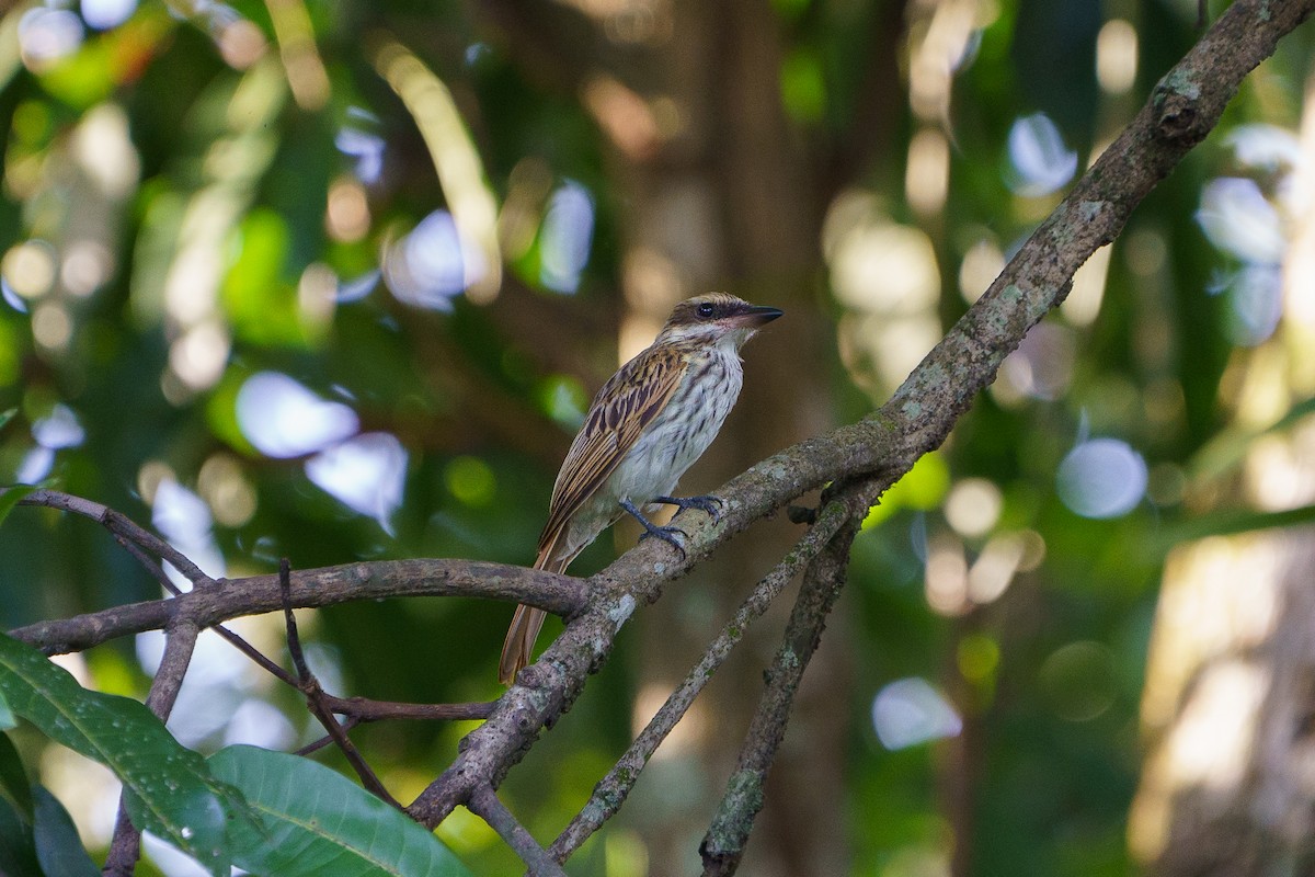 Streaked Flycatcher - David Cedeño